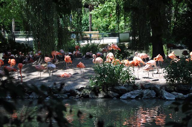 min 2013 07 06 beauval 257